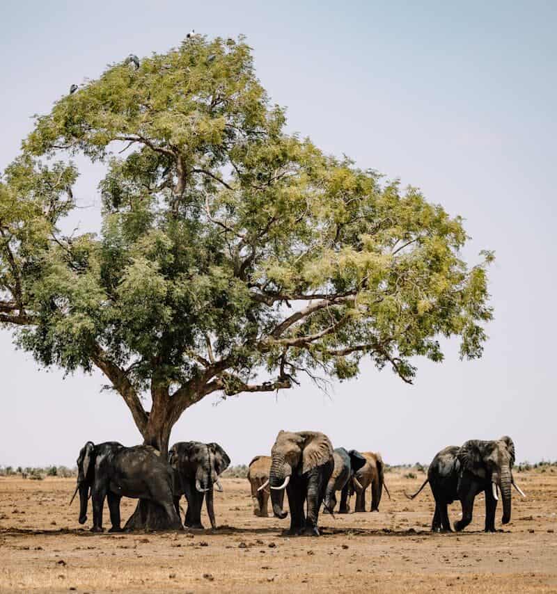 Botswana: A Pioneer in Conservation