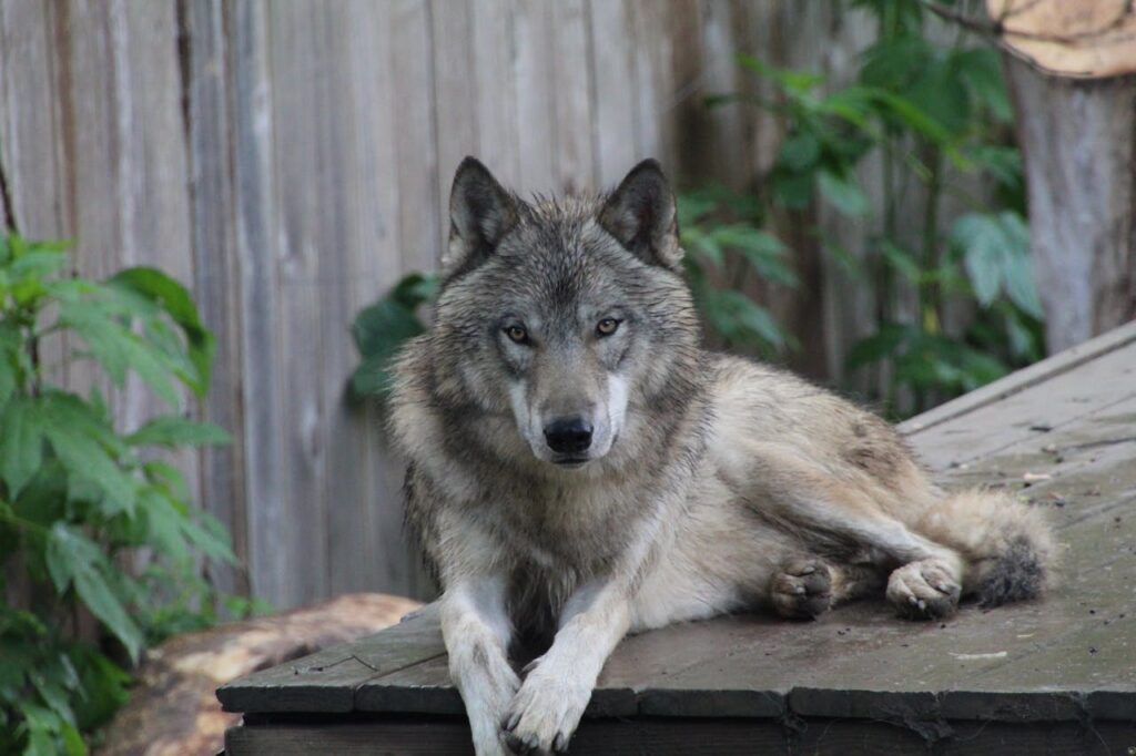 Wolf Watching
