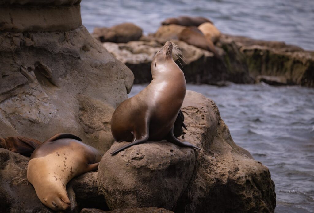 Sea Lion Colonies in La Jolla, San Diego, California