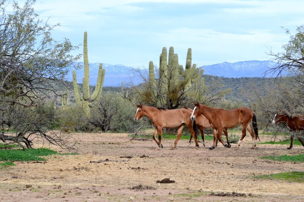 Salt River Horse