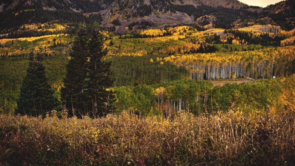 Sunset over Guardsman Pass and it's changing aspen fall colors, just above Park City, Utah