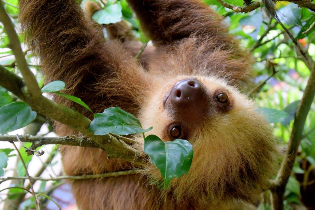 Costa Rica’s Rainforests
