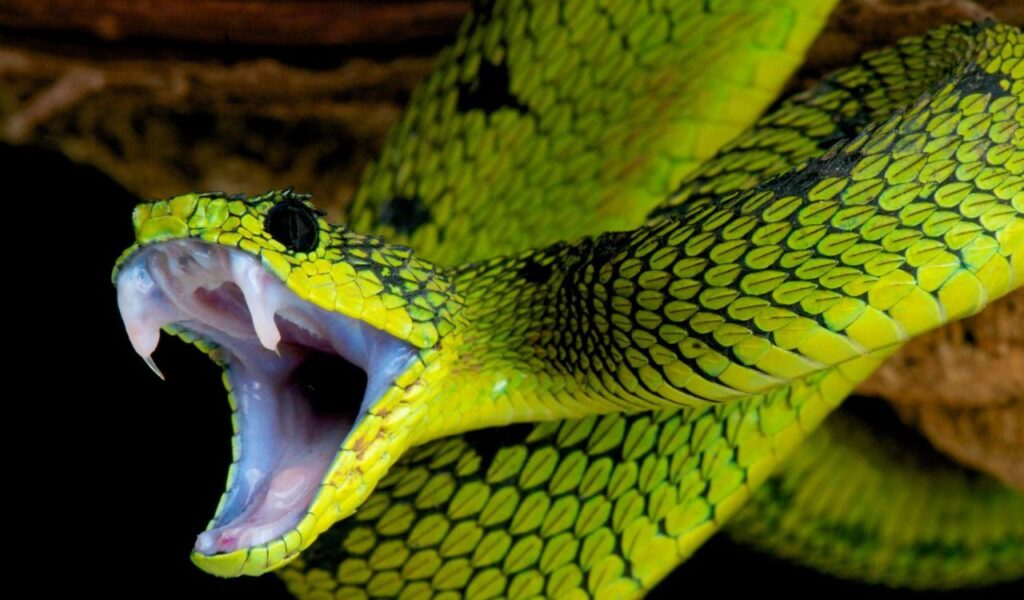 Close-up of a bright yellow venomous viper with its mouth open, fangs exposed, displaying an aggressive posture.