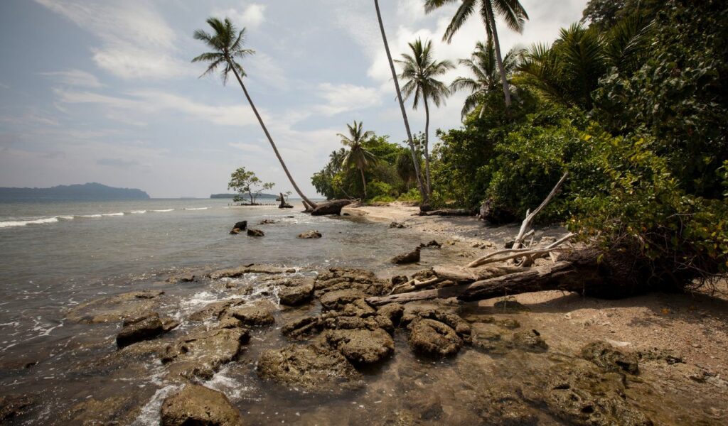 Quiet beach in the Solomon Islands with leaning palm trees, rocky shore, gentle waves, and lush green tropical forest.