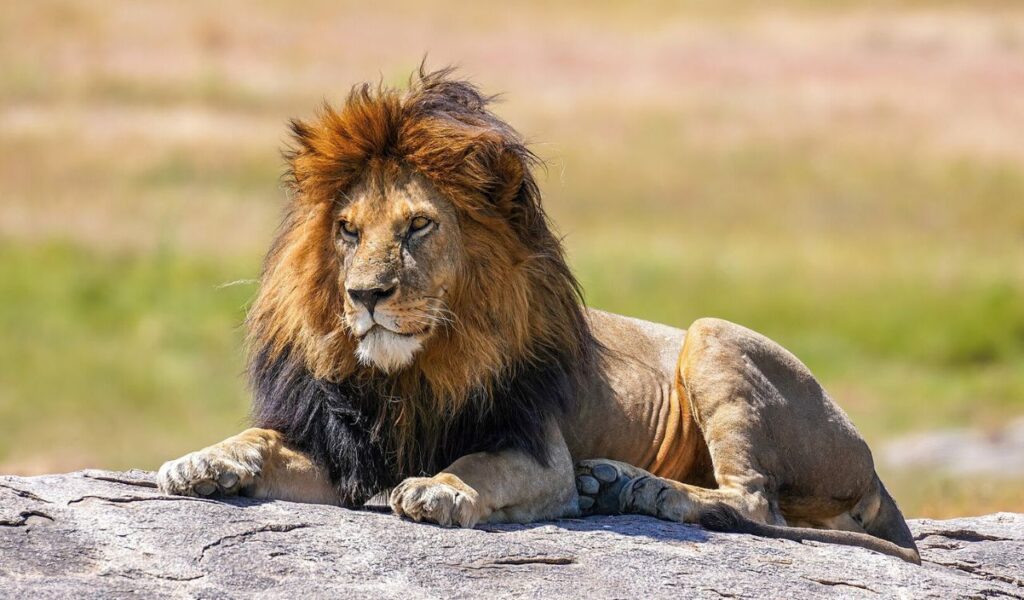 Male lion resting on a rock in Serengeti National Park, gazing across the grassy plains.