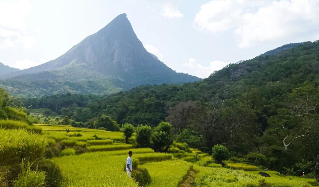 Solo traveler standing in green rice fields with forested mountain peak in Sri Lanka..