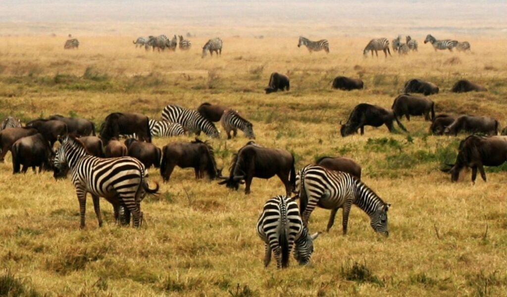 Zebras and wildebeests grazing on the grassy plains of Tanzania during the Great Migration.