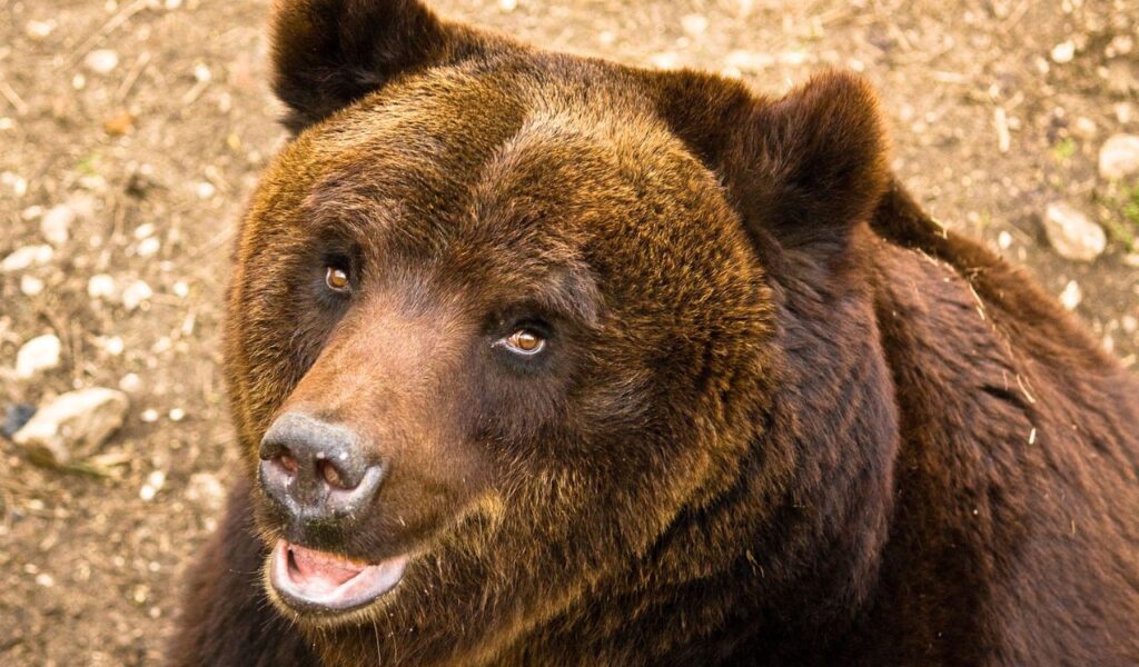 Close-up of a brown bear looking upward with a calm, alert expression, showing no signs of fear or retreat.