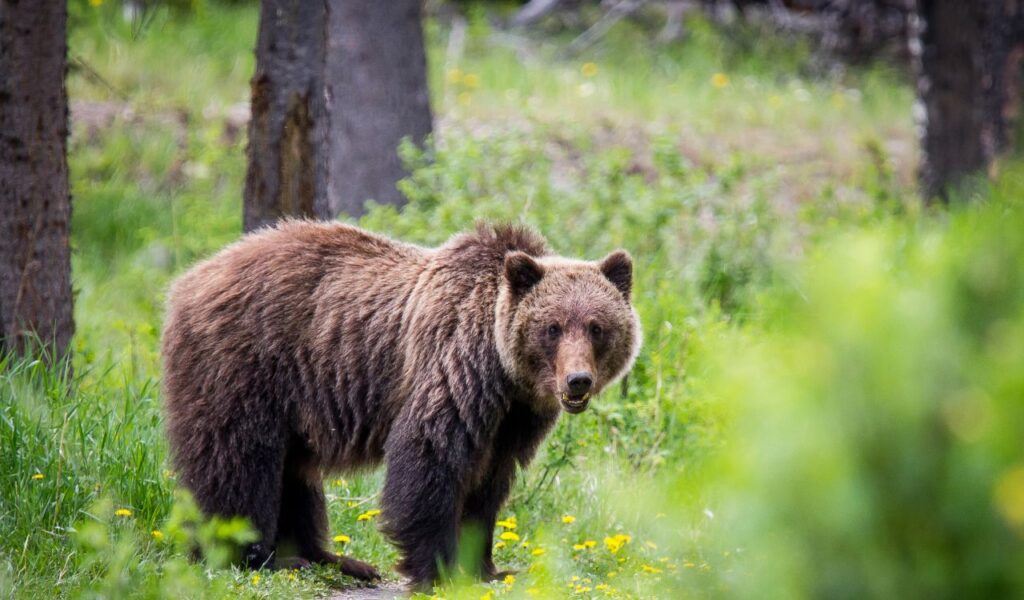 Grizzly bear standing alert in a forest clearing, staring directly ahead with a tense posture, as if preparing to charge or confront a threat.