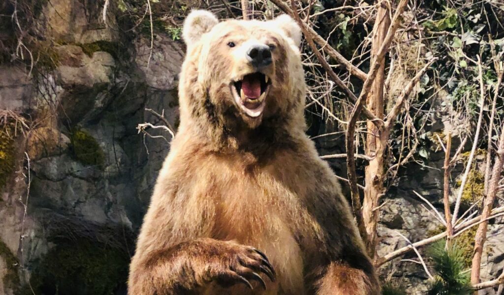 Angry grizzly bear standing upright with mouth open and teeth visible, appearing aggressive in a forest setting.