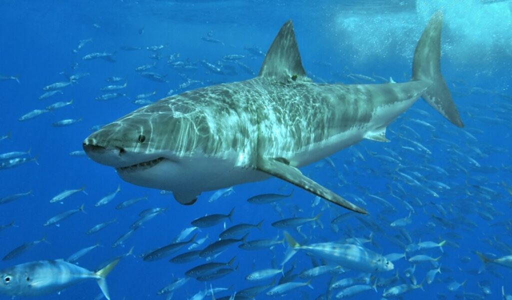 A great white shark swimming through a school of fish in open ocean waters, symbolizing the hidden dangers at popular beaches like New Smyrna.