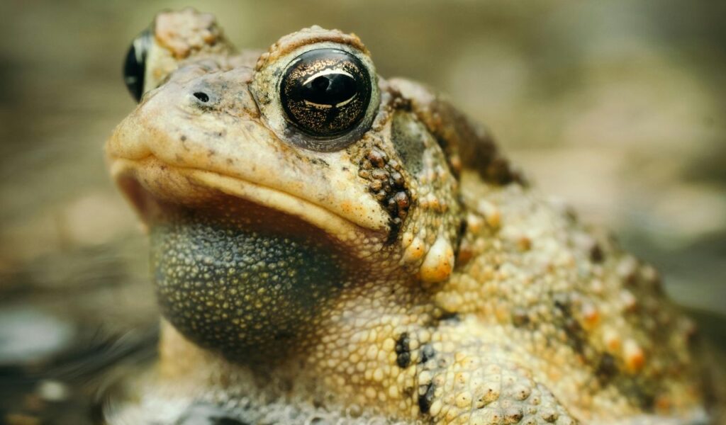 A close-up shot of a toad, showcasing its textured skin and large eyes, perfect for the Toad Suck Daze festival theme.
