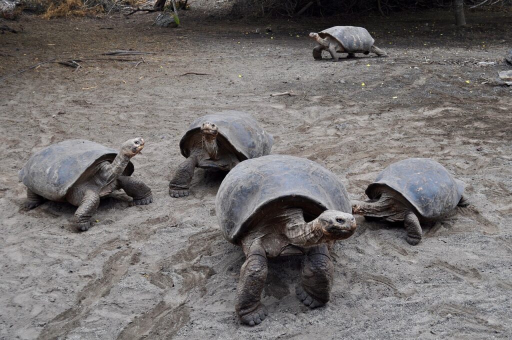 Giant tortoises
