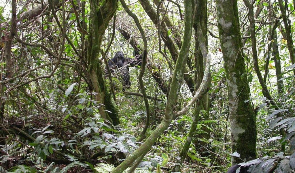 Mountain gorilla peeking through dense jungle vegetation in Uganda’s Bwindi Impenetrable Forest.