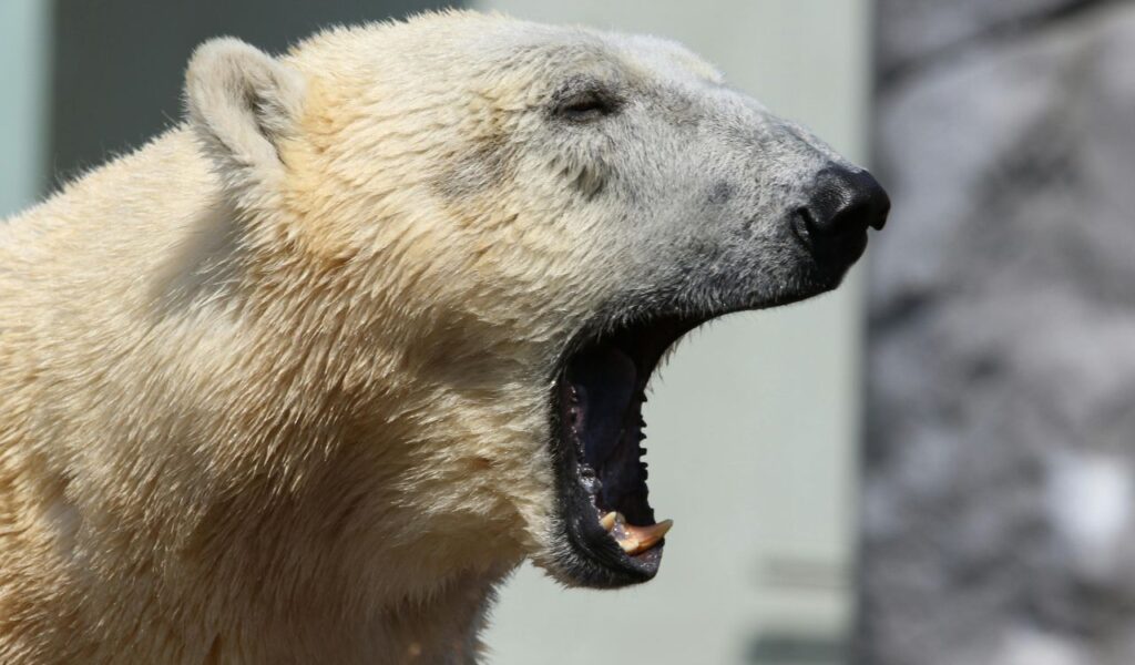 Close-up of a polar bear with its mouth open wide, appearing to yawn or vocalize in a natural outdoor setting.