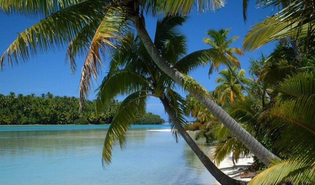 Tropical beach in Vanuatu lined with leaning palm trees, clear shallow water, and dense forest under a bright blue sky.