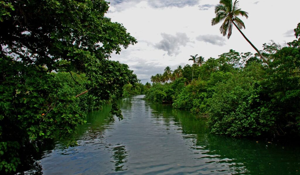 Dense tropical greenery surrounds the calm Neslep River in Vanuatu, with palm trees and overcast skies above.