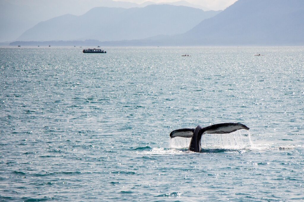 Whale Watching