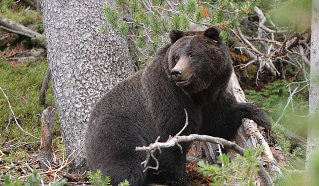 Large grizzly bear sitting against a tree in a forest, alert and looking sideways as if sensing a nearby presence.