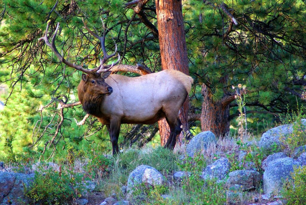 Elk Rutting Season in Rocky Mountain National Park, Colorado
