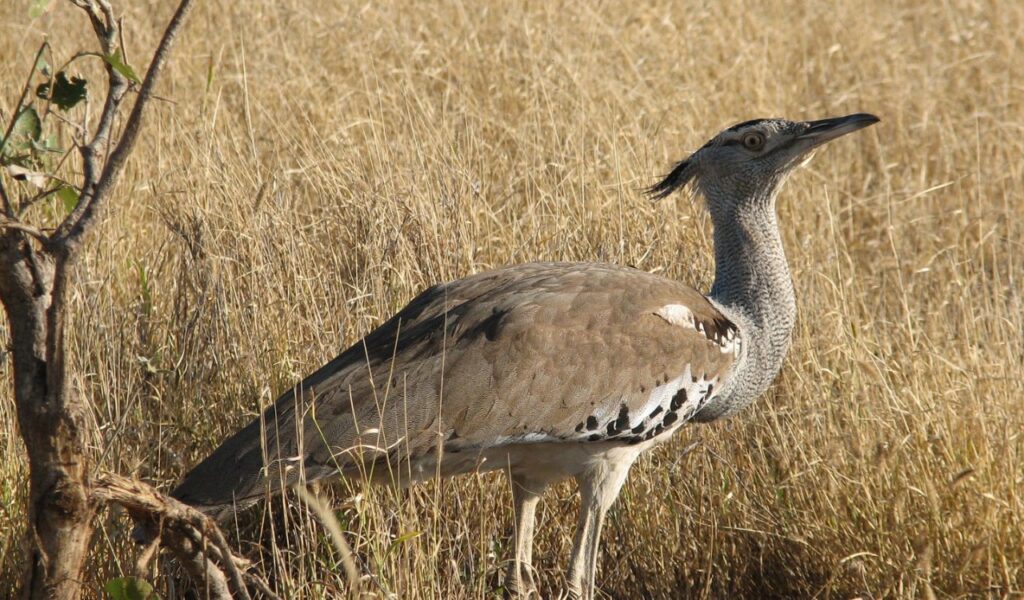 Kori bustard bird standing in tall golden grass in the wild plains of Zambia.