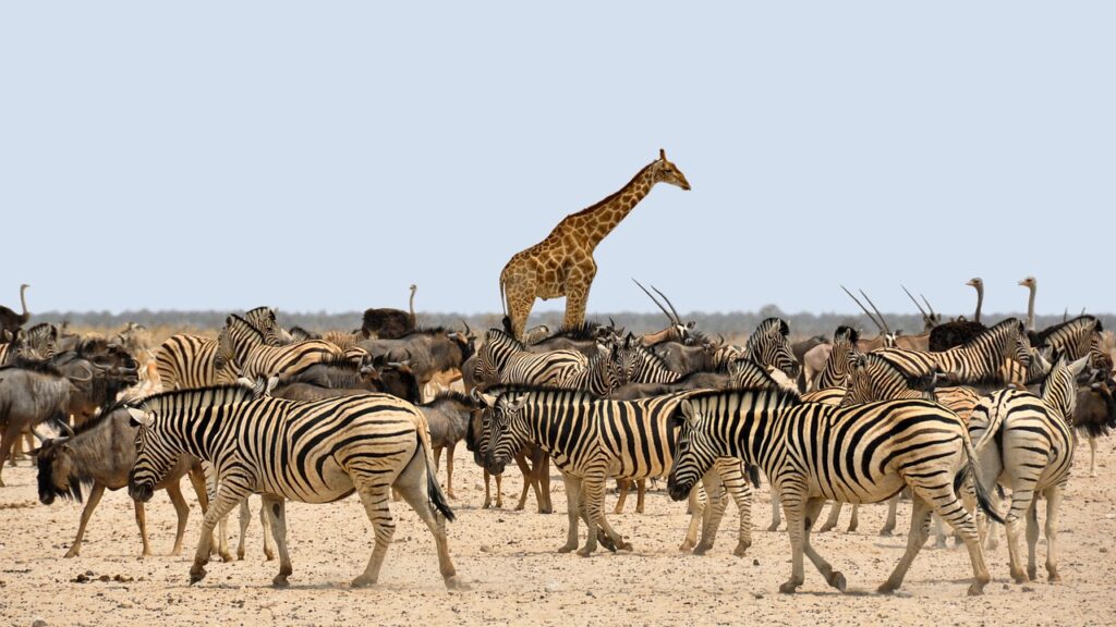 East Africa Safari