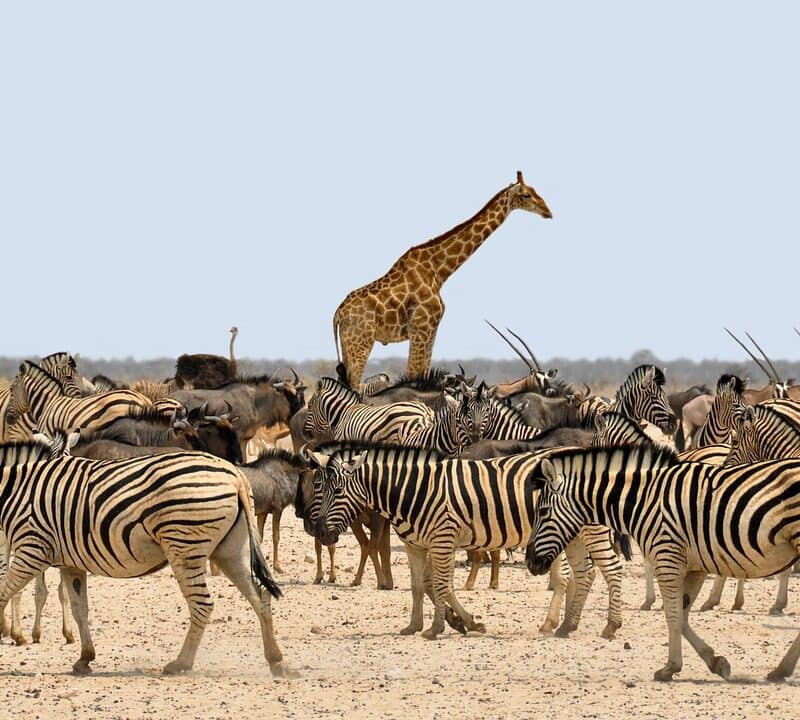 East Africa Safari