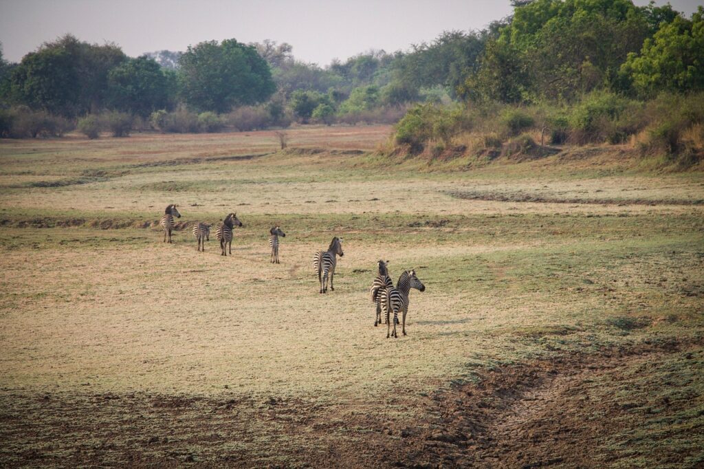 . Zambia: The Land of Walking Safaris