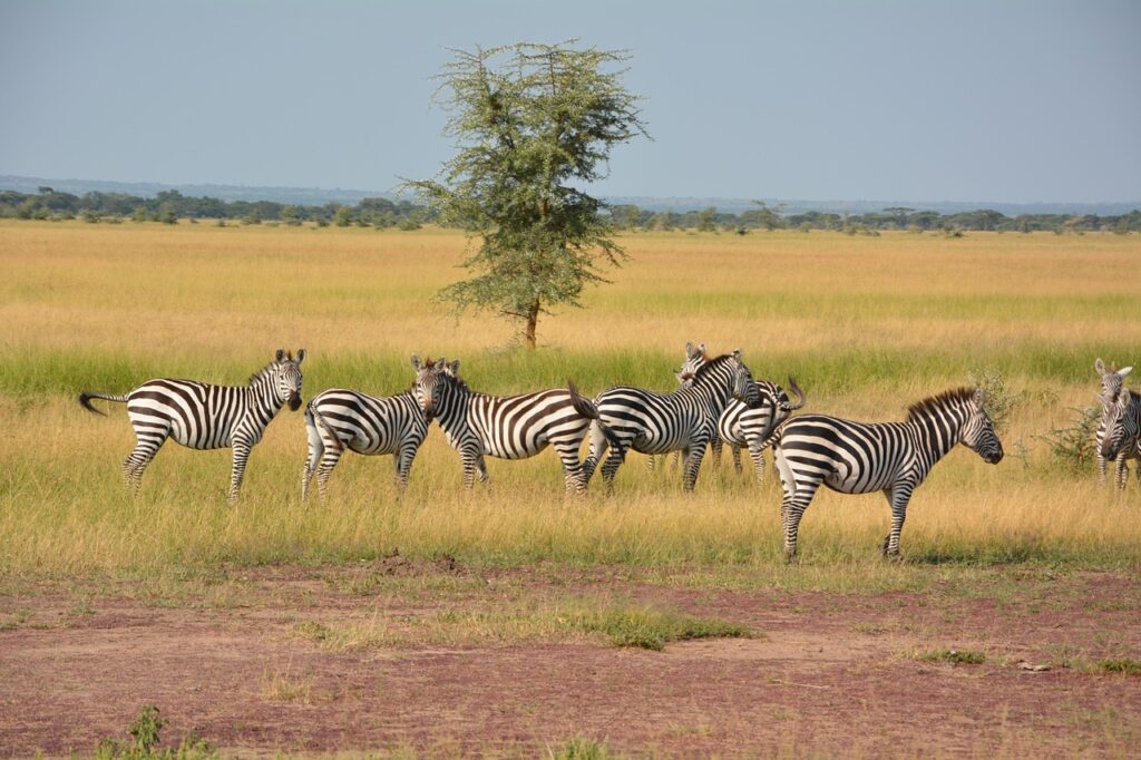Tanzania: Home to the Serengeti Spectacle