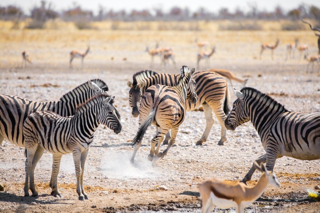 Namibia forest