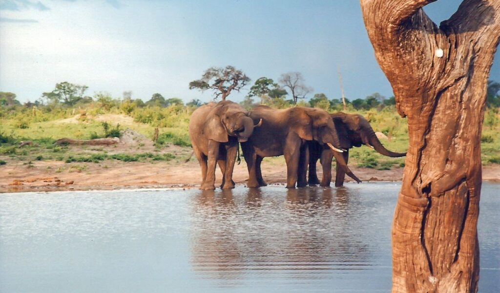 Elephants drinking at a waterhole in the wild bushlands of Zimbabwe.