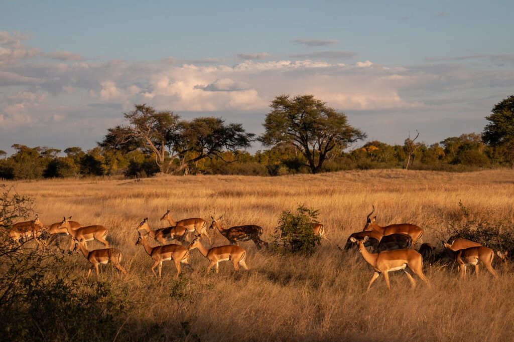 Zimbabwe: Resurgent Wildlife Haven