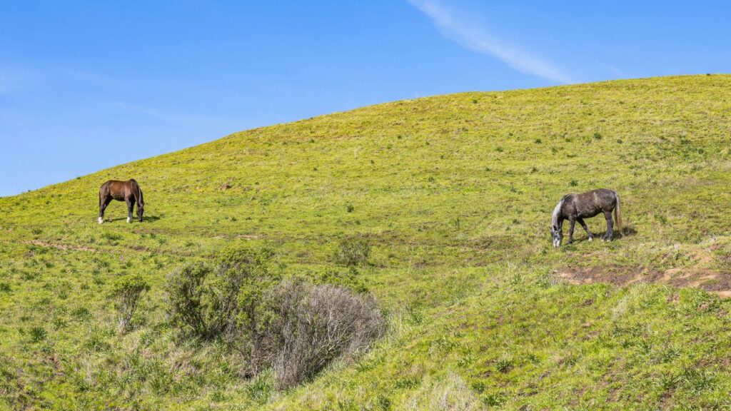 Two wild horses graze on a grassy hillside under a clear blue sky with sparse bushes scattered across the landscape.
