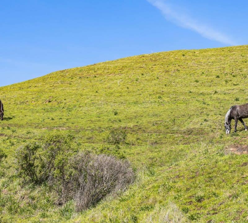 Two wild horses graze on a grassy hillside under a clear blue sky with sparse bushes scattered across the landscape.