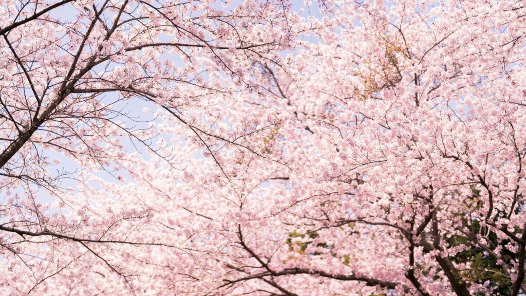  Dense branches of cherry blossom trees covered in soft pink flowers against a pale blue sky, creating a bright and airy spring scene.