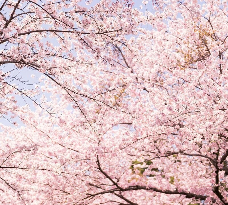 Dense branches of cherry blossom trees covered in soft pink flowers against a pale blue sky, creating a bright and airy spring scene.