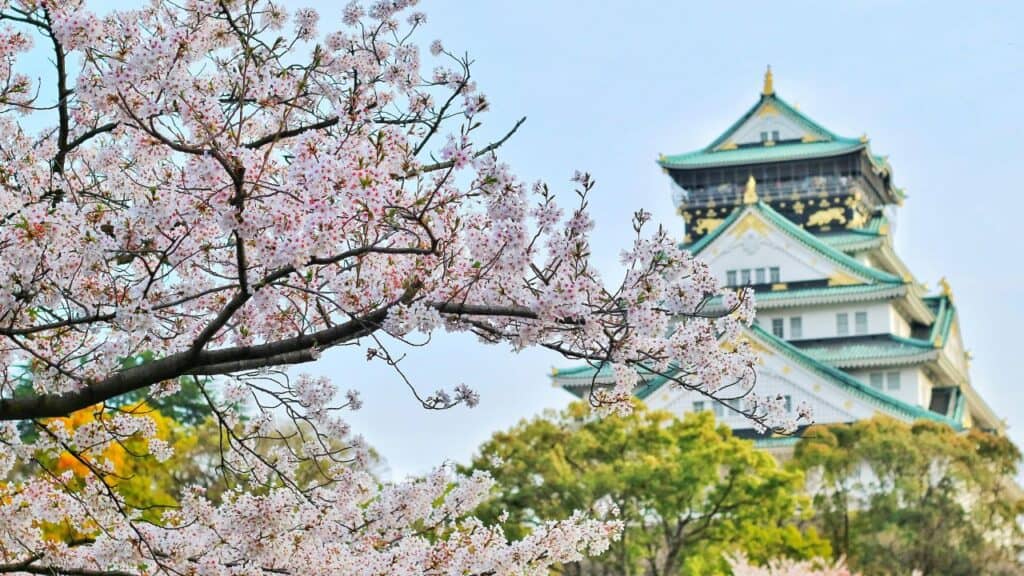 Cherry blossom branches in full bloom with pale pink flowers, set against the backdrop of Osaka Castle with its white walls, green roofs, and gold accents on a clear day.