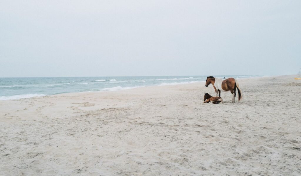 Two wild horses on the sandy shore of Assateague Island, one standing and one lying down, with the ocean waves in the background.