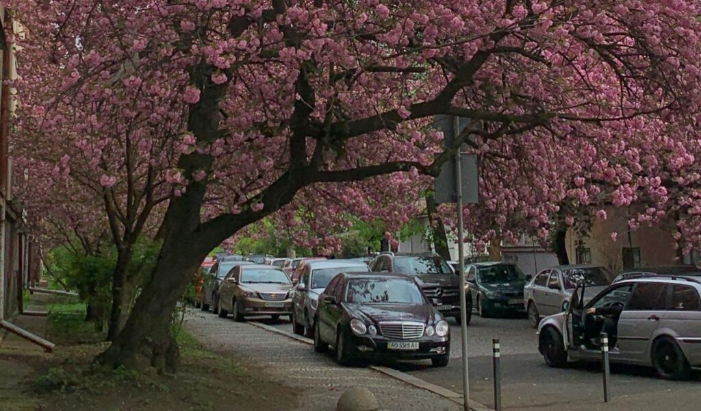 Street in Brooklyn, New York, lined with blooming cherry blossom trees arching over parked cars, creating a vibrant pink canopy.