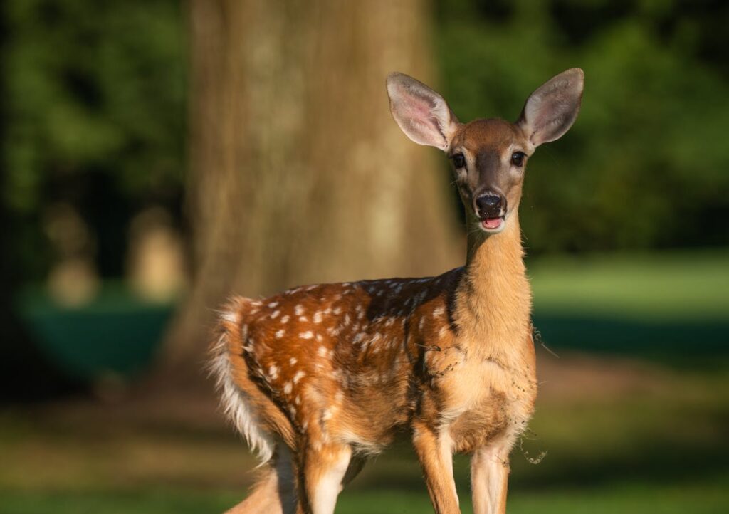 white-tailed deer