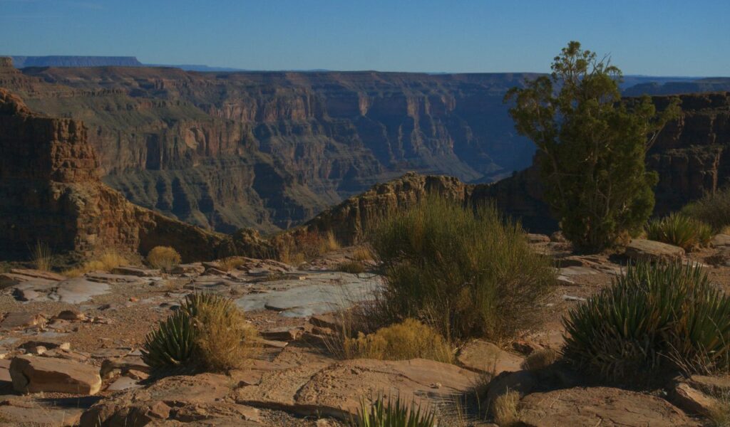 Scenic view of the Grand Canyon with rugged cliffs, desert vegetation, and a tree in the foreground under a clear blue sky