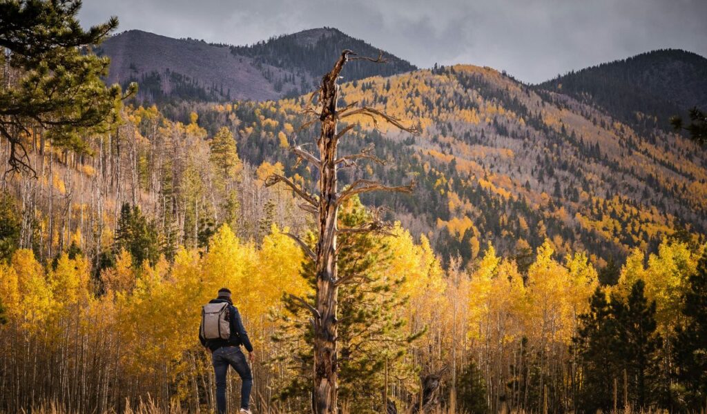 A solo traveler with a backpack stands in front of a vibrant autumn forest with golden-yellow trees, overlooking mountains in Flagstaff.