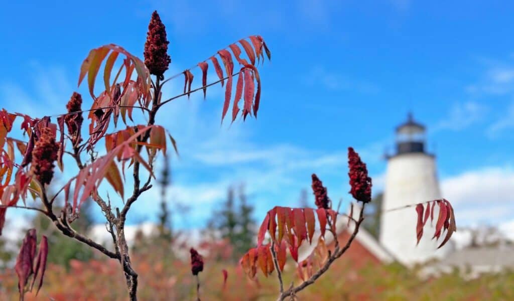Deep red smooth sumac plant with Dyce Head Lighthouse in soft focus in the background, Castine, Maine