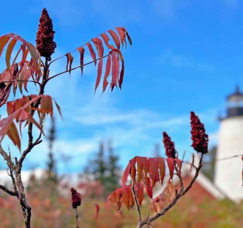 Deep red smooth sumac plant with Dyce Head Lighthouse in soft focus in the background, Castine, Maine