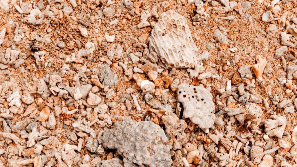 Coral Fragments