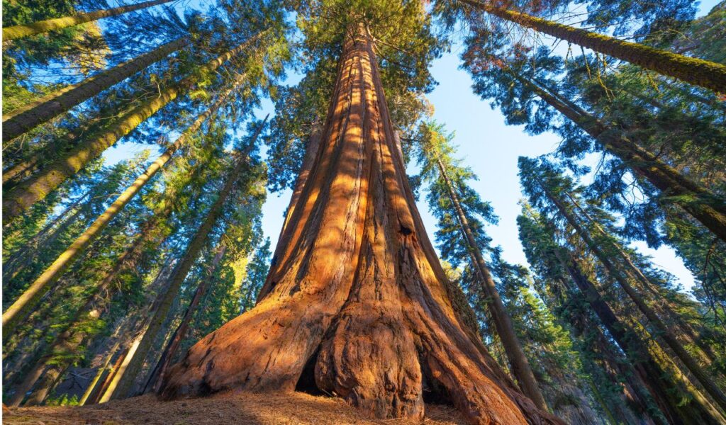 Famous Sequoia park and giant sequoia tree at sunset.