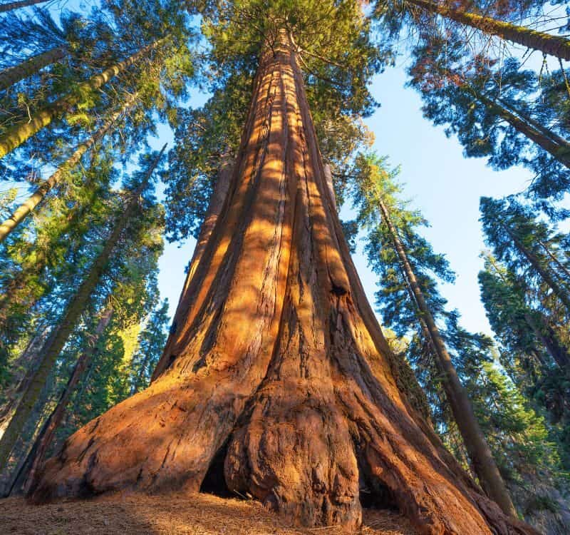 Famous Sequoia park and giant sequoia tree at sunset.
