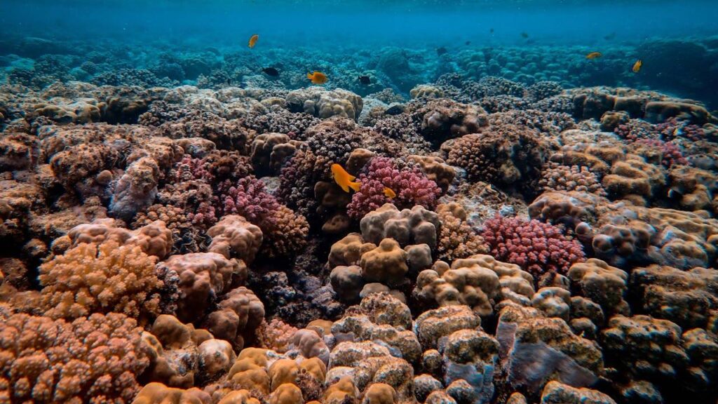 Coral Reef