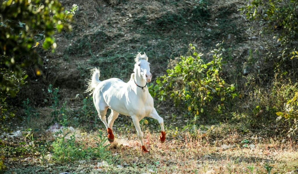 A white horse gallops through a grassy area surrounded by trees and vegetation on an Indian Reservation in the United States.