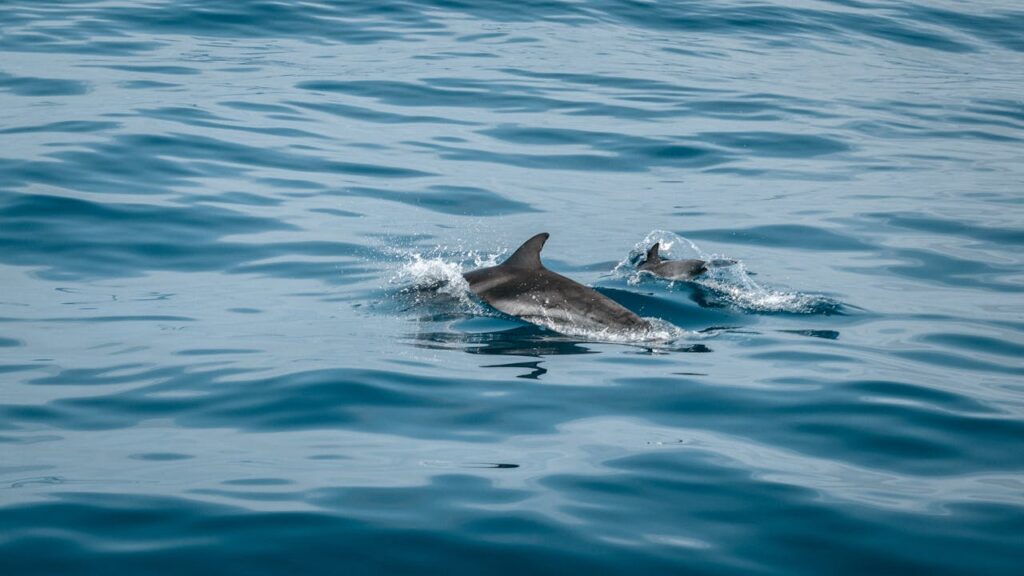 Dolphin
